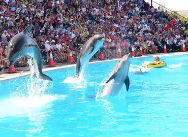 Espectáculo de delfines en Hurghada