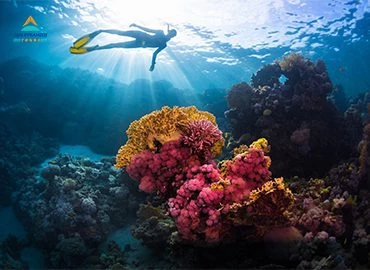 Sharm El Luli: passeio de mergulho com snorkel