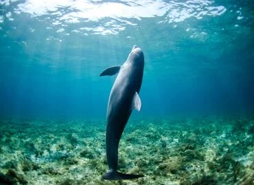 Viaje de snorkel en el arrecife de delfines Satayh
