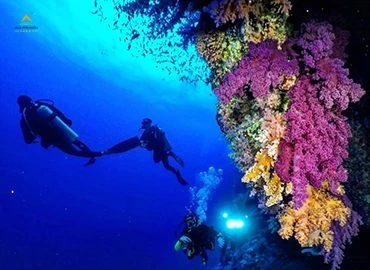 从萨法加港出发：浮潜之旅和游览